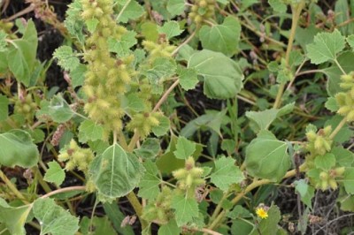 Cây Ké Đầu Ngựa, Tên khoa học, Thành phần hóa học, tác dụng chữa bệnh của cây