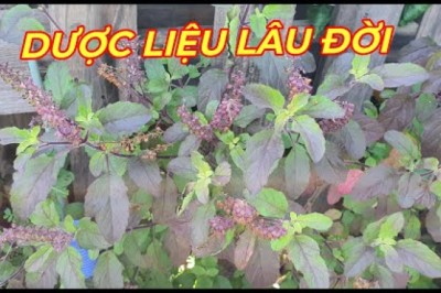 HƯƠNG NHU - CÔNG DỤNG DƯỢC LIỆU TUYỆT VỜI nhà nào cũng nên trồng 1 cây trong vườn.