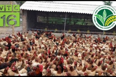 Khám phá trang trại nuôi 5.000 gà tại Huyện Lạc Thuỷ, Hoà Bình