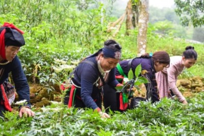 Hỗ trợ phát triển vùng trồng dược liệu quý 1 tỷ đồng/dự án
