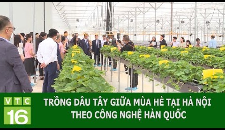 TRỒNG DÂU TÂY GIỮA MÙA HÈ TẠI HÀ NỘI THEO CÔNG NGHỆ HÀN QUỐC