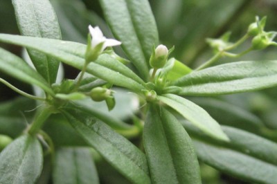 Loại cây mọc hoang nhưng giúp thanh nhiệt, giải độc, chống ung thư