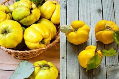 Những tác dụng của quả Mộc Qua