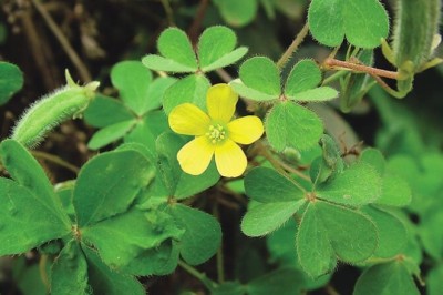 Chua me đất các nhận biết cây và tác dụng chữa bệnh của cây Chua Me Đất