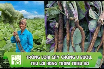 Trồng loại cây chống u bướu, thu lãi hàng trăm triệu/ha