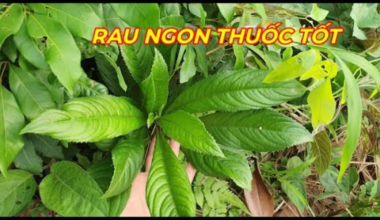 CÂY XƯƠNG SÔNG -TÁC DỤNG QUÝ TUYỆT VỜI CỦA LOÀI RAU QUEN THUỘC