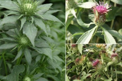 Vị thuốc Bạch Truật công dụng và tác dụng chữa bệnh của Bạch Truật