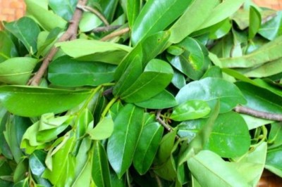 Những loại lá thảo dược rất tốt cho người mắc bệnh tiểu đường