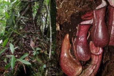 Phát hiện thực vật bẫy con mồi dưới lòng đất