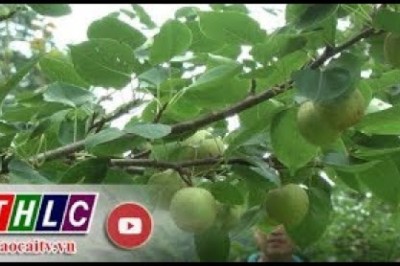 Hỗ trợ dự án trồng cây ăn quả