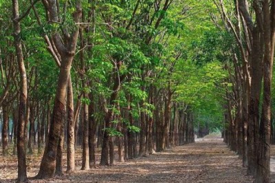 Hỏi đáp: Trường hợp nào không được chuyển đất trồng cây lâu năm sang đất ở?