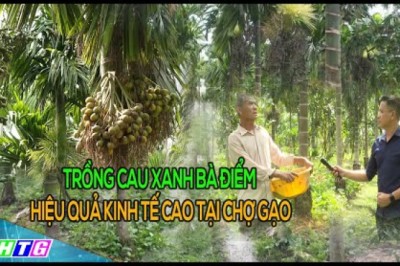 Mô hình trồng cau xanh Bà Điểm cho hiệu quả kinh tế cao tại Chợ Gạo