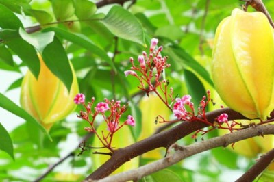 Tác dụng của cây khế và 22 bài thuốc nam thường dùng nhất từ cây khế