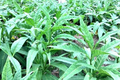 20 cây thuốc vị thuốc, dược liệu là thế mạnh có thể phát triển trồng trọt của Bà Rịa - Vũng Tàu