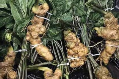 Tam thất sẽ không còn khan hiếm