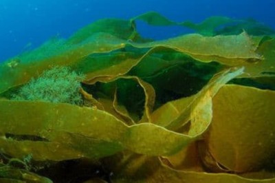 Tảo biển có tác dụng gì, cách dùng tảo biển chữa bệnh