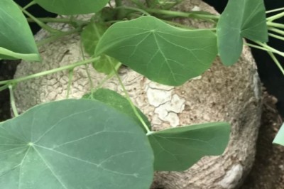 Bình vôi, vị thuốc nam thuộc nhóm thuốc thanh nhiệt giải độc có công dụng ngăn ngừa bệnh lý tiêu hóa, hỗ trợ điều trị xơ gan, xơ gan cổ trướng