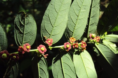 Loại rau quen thuộc trong bữa cơm ngày hè, tốt cho tim mạch, ổn định đường huyết hiệu quả