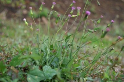 TẠI SAO LOÀI CÂY TỐT NHƯ VẬY CHÚNG TA KHÔNG BIẾT ĐỂ SỬ DỤNG NÓ- CÂY RAU MÁ LÁ RAU MUỐNG .