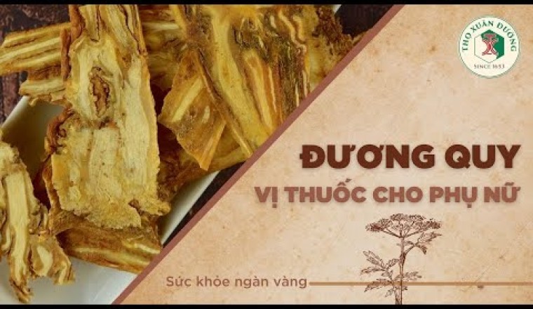 Đương quy - Vị thuốc cho phụ nữ, câu chuyện về đương quy