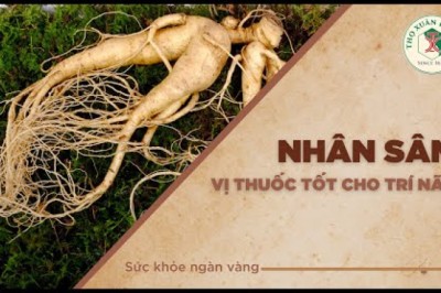 Nhân sâm - Vị thuốc tốt cho trí não