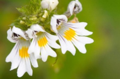 Những cây thảo dược, dược liệu tốt cho mắt