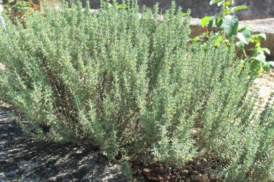 5 loại thảo mộc, thảo dược hỗ trợ điều trị bệnh loãng xương