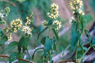 Cây thuốc chữa dạ dày thần kỳ của người Lạng Sơn