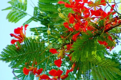 Phượng hay phượng vĩ, phượng vỹ, xoan tây, điệp tây và những tác dụng chữa bệnh