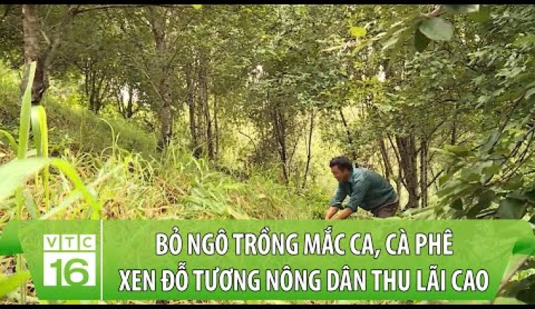 Trồng mắc ca, cà phê xen đỗ tương nông dân thu lãi cao
