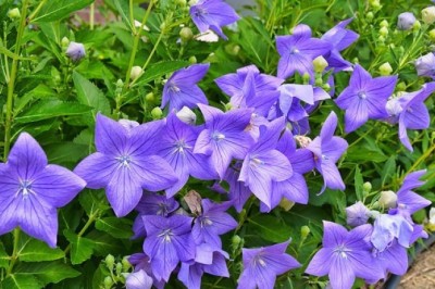 Cát cánh - Vị thuốc bảo vệ họng, long đờm, chống viêm