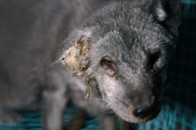 Sự thật tàn nhẫn sau ngành công nghiệp lông thú ở Phần Lan (Phần Lan là nước hạnh phúc nhất thế giới?)