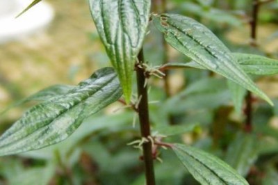 Lưu ý sử dụng cây thuốc Vòi tím