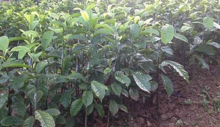 Tạo ra chế phẩm thuốc trừ sâu từ tinh dầu lá Giổi chanh