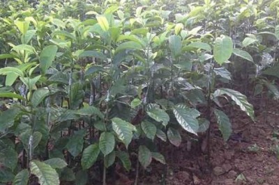 Tạo ra chế phẩm thuốc trừ sâu từ tinh dầu lá Giổi chanh