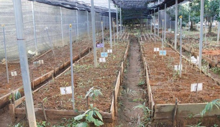 Nỗ lực ngăn cây sâm Lai Châu tuyệt chủng
