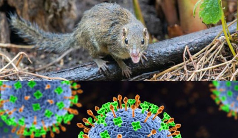 Biểu hiện ban đầu khi bị nhiễm 'virus lây từ chuột chù' sang người thế nào?
