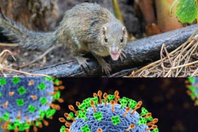 Biểu hiện ban đầu khi bị nhiễm 'virus lây từ chuột chù' sang người thế nào?