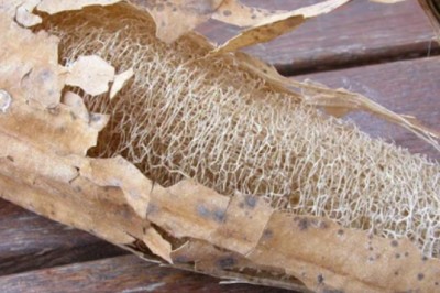 Tác dụng chữa bệnh của Xơ Mướp