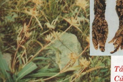 TẦN GIAO (Genliana dakuriea Fisch)