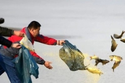 Mù Phật pháp, phóng sinh thành sát sinh