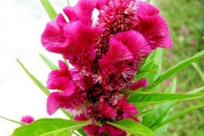 Tổng hợp những cây thuốc và vị thuốc có tác dụng cầm máu