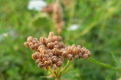 Xà sàng tử - vị thuốc cường dương, chữa nhiều bệnh