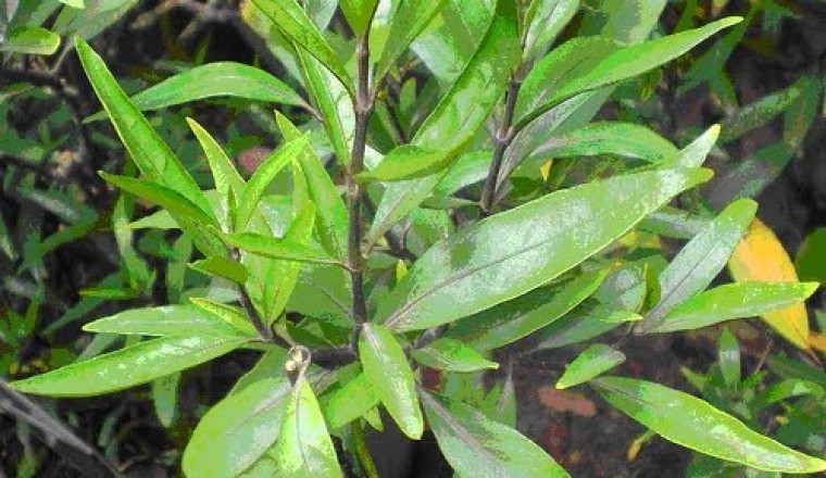 Chữa ho sốt, mồ hôi trộm, Chữa mụn nhọt sưng đau, Chữa phong thấp chân tay tê dại với cây thuốc trặc