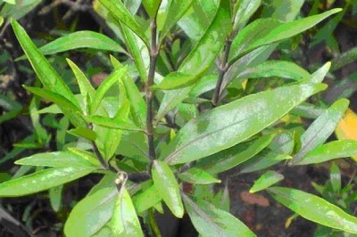 Chữa ho sốt, mồ hôi trộm, Chữa mụn nhọt sưng đau, Chữa phong thấp chân tay tê dại với cây thuốc trặc