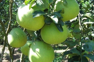 Công dụng và tác dụng của cây Bưởi