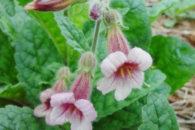 3 bài thuốc nam chữa đau dạ dày