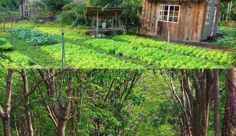 Phân biệt đất vườn và đất trồng cây lâu năm