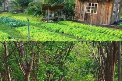 Phân biệt đất vườn và đất trồng cây lâu năm