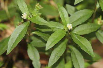 CÂY CỎ MỰC (Eclipta alba L. Hassk)